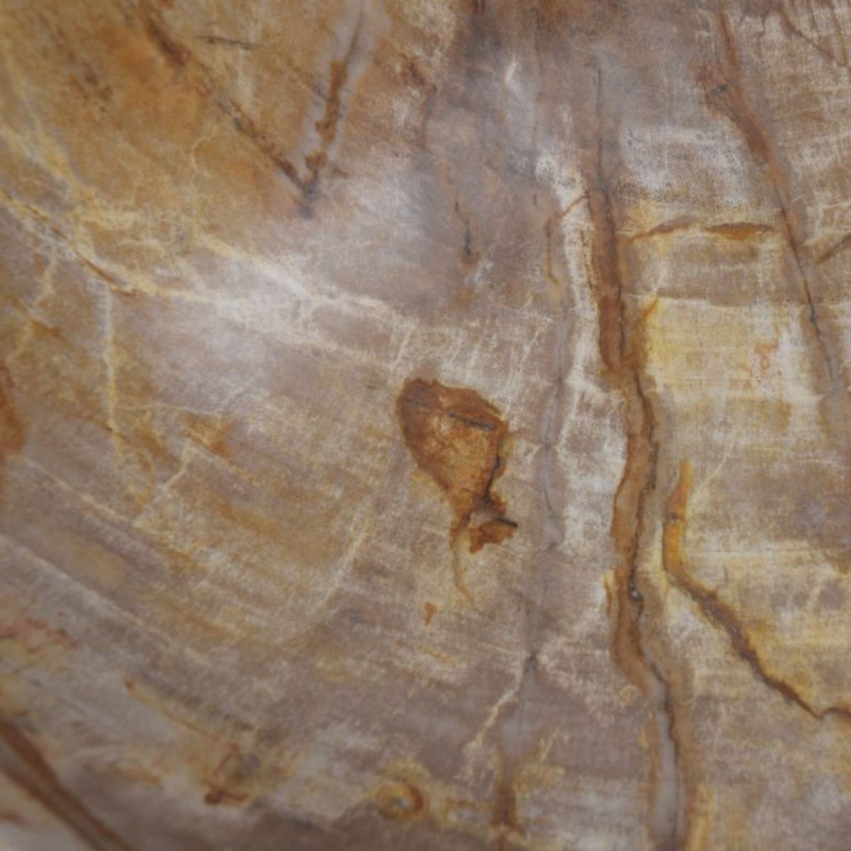 Мивка от вкаменено дърво - Фосил, 45-47 см